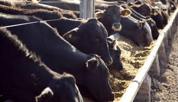 Cuota 481: salió el primer embarque de carne bovina