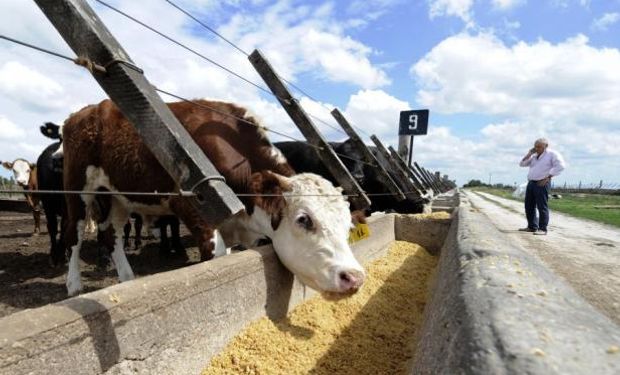 Los animales se terminan a granos en 100 días. Foto: AFP