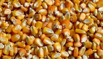 30% del nuevo cupo de maíz ya fue asignado