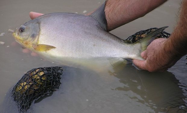 Buscan producir carne de pescado de alto valor nutricional con una dieta a base de forrajes