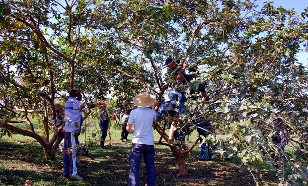 Senar-SP ensina na prática importância da realização da poda correta na fruticultura. (Fotos: Senar-SP)