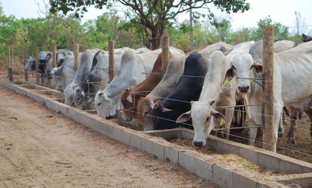 Custo de produção de bovinos confinados segue estável em SP e volta a subir em GO