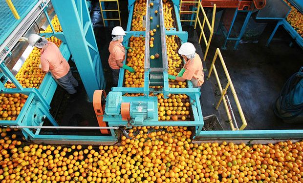 A empresa responde por um terço do suco e do concentrado de laranja no mundo. (foto - Cutrale)