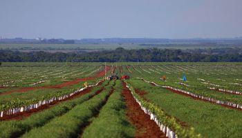 Cutrale inicia primeira fase da produção de laranja em MS e pode dobrar investimento