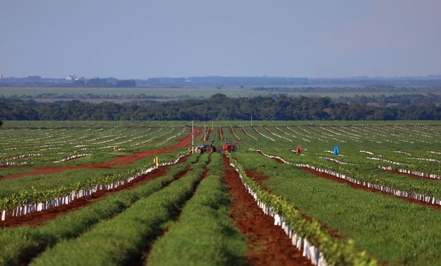 Cutrale inicia primeira fase da produção de laranja em MS e pode dobrar investimento