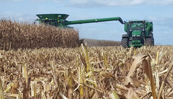Chicago: el maíz llega a un máximo de casi diez años