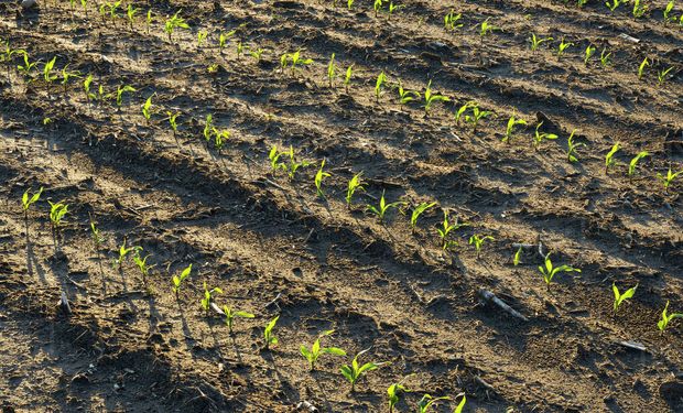 El USDA informó una mayor área de maíz a la estimada.