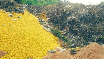Tucumán: toneladas de limones terminan en basurales por exceso de producción