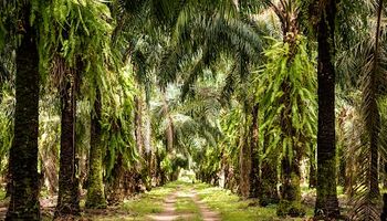 Grupo colombiano Daabon compra operações da Agropalma no Pará