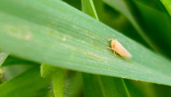 La chicharrita avanzó pero casi no se detecta infectividad a Spiroplasma: "Es imprescindible monitorear para llegar a tiempo con eventuales controles"