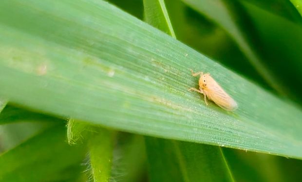 La chicharrita avanzó pero casi no se detecta infectividad a Spiroplasma: "Es imprescindible monitorear para llegar a tiempo con eventuales controles"