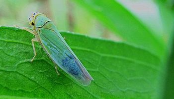 Chicharrita: aumentan las poblaciones y piden sostener el seguimiento de la plaga para la próxima campaña