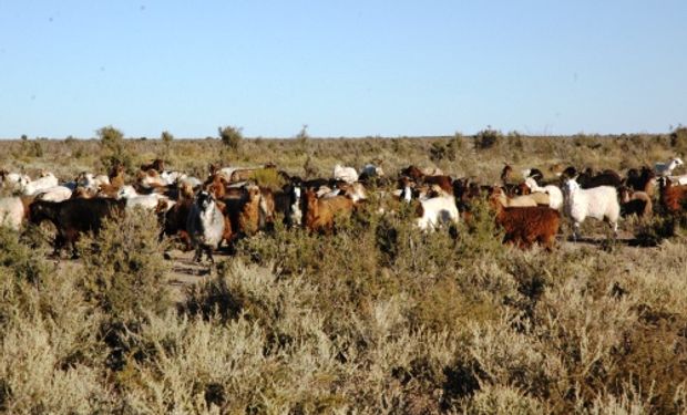 Avances de este estudio serán presentados en el 10.° Congreso Argentino de Agroinformática.