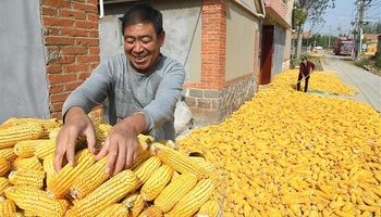 Un dato que tiene a China como protagonista genera una fuerte suba para el precio del maíz y la soja