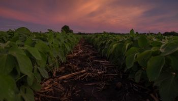 Datos del USDA sorprendieron de manera negativa al mercado