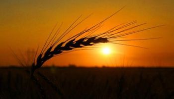 El trigo continua por la senda ascendente: cuánto se pagó por  los granos en Rosario y qué pasó en el mercado de Chicago