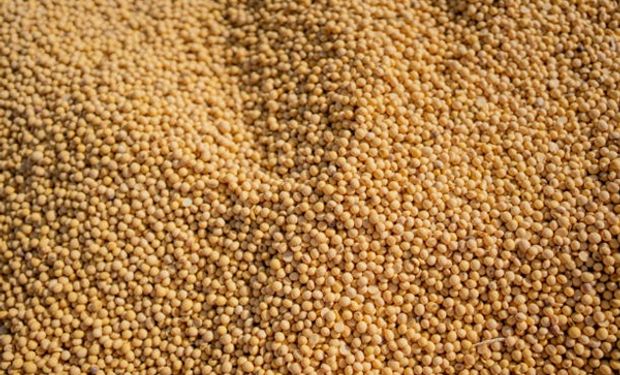 El precio de la soja cayó $5.000 y alcanzó los $275.000: que pasó con el trigo y el maíz en Rosario