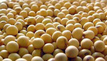 Soja: obligatoriedad de declarar semilla utilizada y reservada