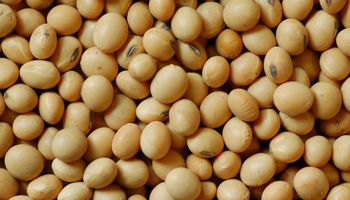 Semilla de soja: 31 de enero vence plazo para presentación jurada
