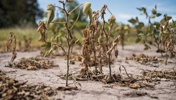 Declaran la emergencia agropecuaria en 15 departamentos de Chaco