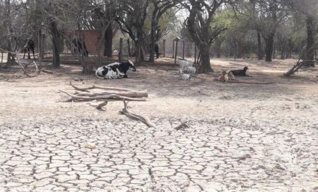 Declaran emergencia agropecuaria en Salta por la importante sequía