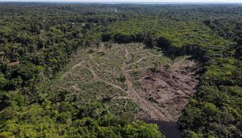 Piden suspender la implementación de ley contra deforestación