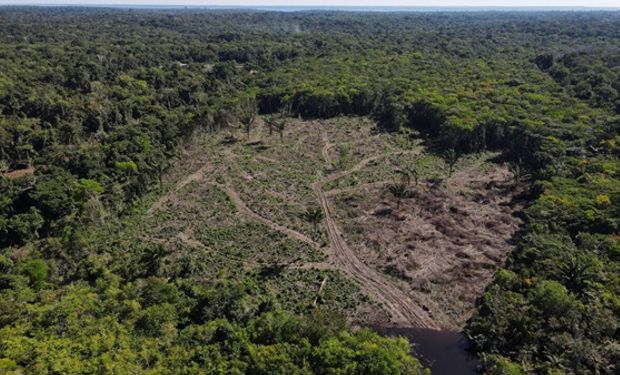 Piden suspender la implementación de ley contra deforestación