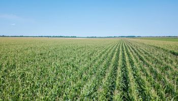 Pressão de pragas e doenças impulsiona alta no uso de defensivos agrícolas em 2025