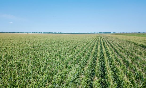 Pressão de pragas e doenças impulsiona alta no uso de defensivos agrícolas em 2025