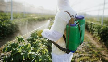Ministério da Agricultura registra fungicida inédito no Brasil