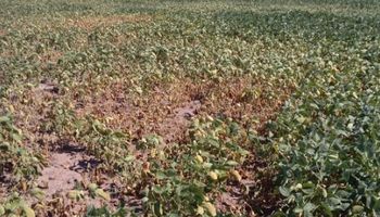 Más de 13 millones de hectáreas sembradas se encuentran con déficit hídrico
