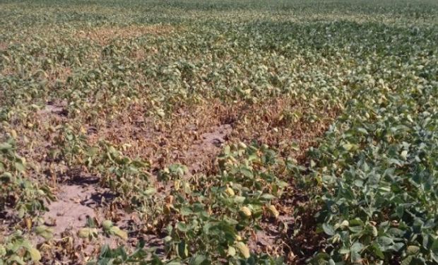 Lluvias registradas durante los días previos sólo brindaron alivio momentáneo en sectores puntuales del centro y sur de la región agrícola.