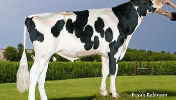Reconocido por su fertilidad y productividad: murió Delta-Lambda, el histórico toro que tuvo más de 11.000 vacas con su genética