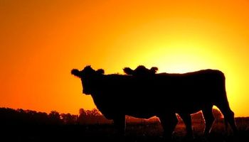 Delito rural: entidades agroindustriales calificaron el proyecto de Massa como "un claro avance institucional"