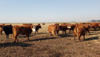 Robaron 50 vacas preñadas y ofrecen 200.000 pesos de recompensa: “Es muy triste lo que nos ocurrió"