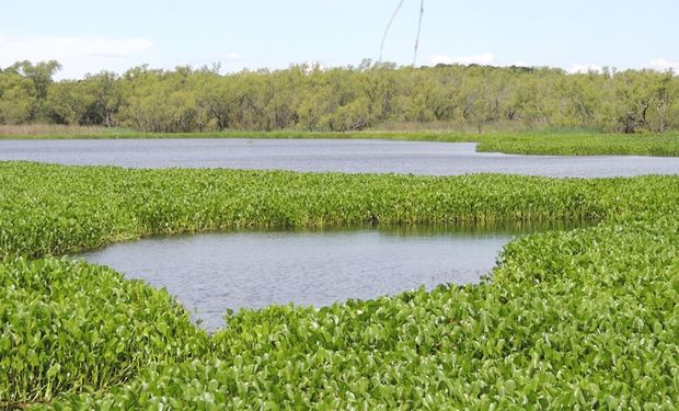 El proyecto los presupuestos mínimos para la Conservación, Protección y uso racional y sostenible de los Humedales, cuenta con media sanción de la Cámara de Senadores.