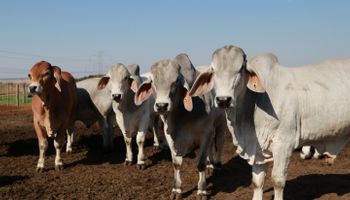 Demanda aquecida sustenta alta dos preços do boi gordo no Brasil