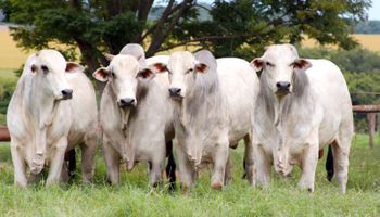 Demanda externa aquece mercado e arroba do boi reage em outubro