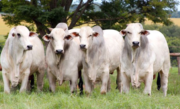 Demanda externa aquece mercado e arroba do boi reage em outubro