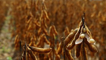 Un alivio: China importará 77,5 millones de toneladas de soja