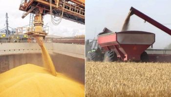 La demanda de trigo se adelanta al paso de las cosechadoras