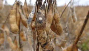 Complicaciones en la cosecha de granos gruesos