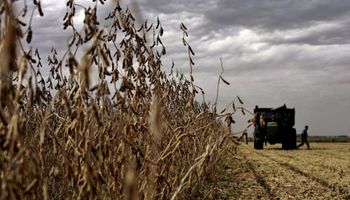 Las lluvias vuelven a interrumpir la cosecha de soja