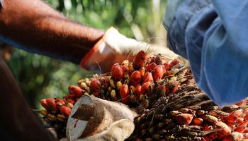 Pará começa a rastrear a produção de dendê a partir deste mês