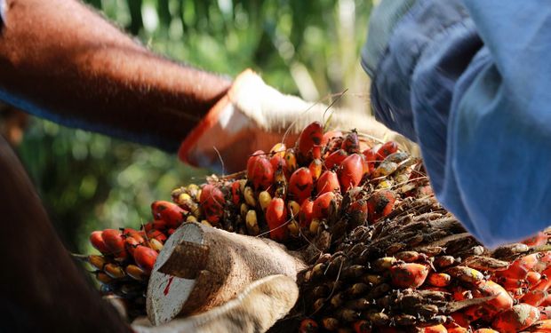 Pará começa a rastrear a produção de dendê a partir deste mês