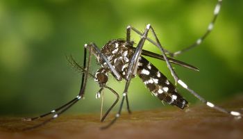 Dengue y chikungunya: emiten alerta epidemiológica ante el aumento de casos en países limítrofes