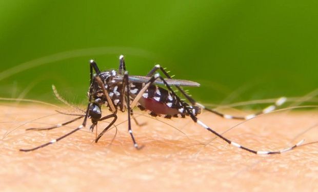 Dengue: cómo limpiar los lugares de cría del mosquito en un contexto de más de 40 mil casos