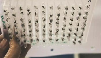 Dengue: el revolucionario experimento que logró reducir contagios