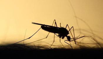 La epidemia silenciosa: en solo un mes se detectaron más de 12 mil casos de dengue