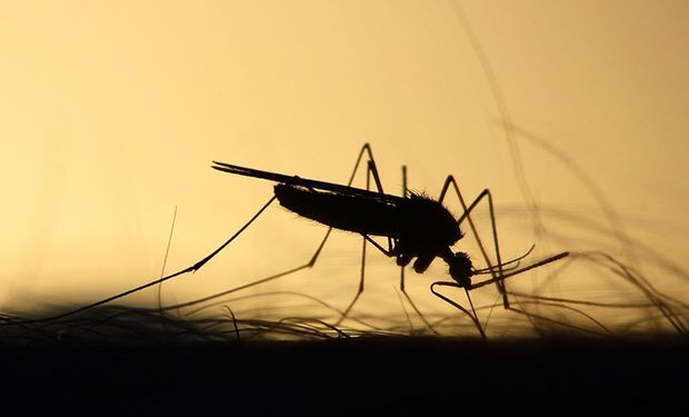 La epidemia silenciosa: en solo un mes se detectaron más de 12 mil casos de dengue